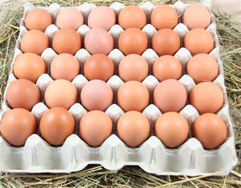 30 oeufs bio de plein air