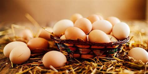 18 oeufs bio de plein air