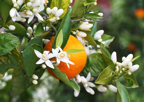 Eau de fleur d'oranger bio 50g