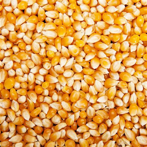 Maïs pop corn bio  100g