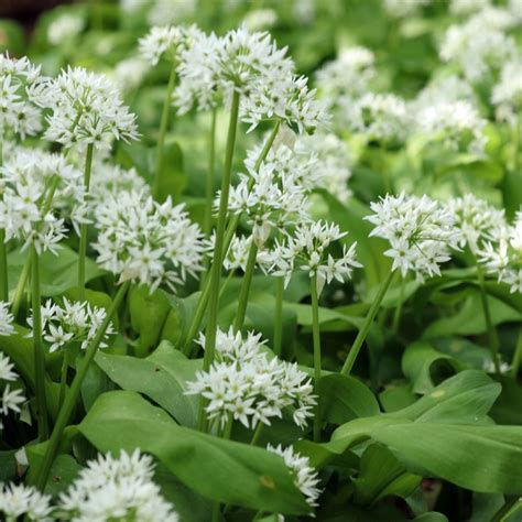 Ail des ours 10g
