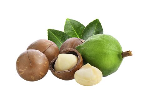 Noix de Macadamia Bio