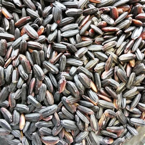 Riz noir Nérone Bio